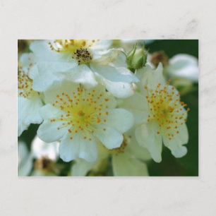 Vild White Rambling Ro Flowers Vykort