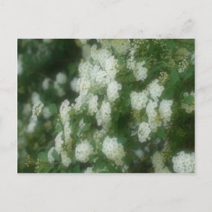 Vild White Rambling Ro Flowers Vykort