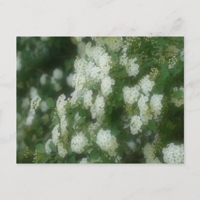 Vild White Rambling Ro Flowers Vykort (Framsida)