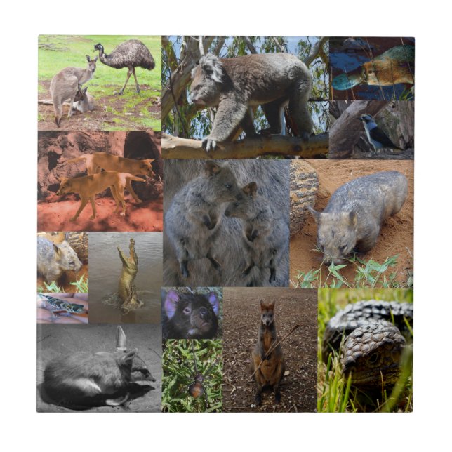 Vild Wonders: Captivating Australian Photo Collage Kakelplatta (Framsidan)