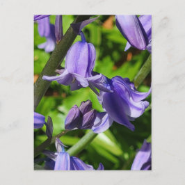 Vild Woodlands Bluebell Flowers Postcard Vykort