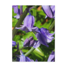 Vild Woodlands Bluebell Flowers Postcard
