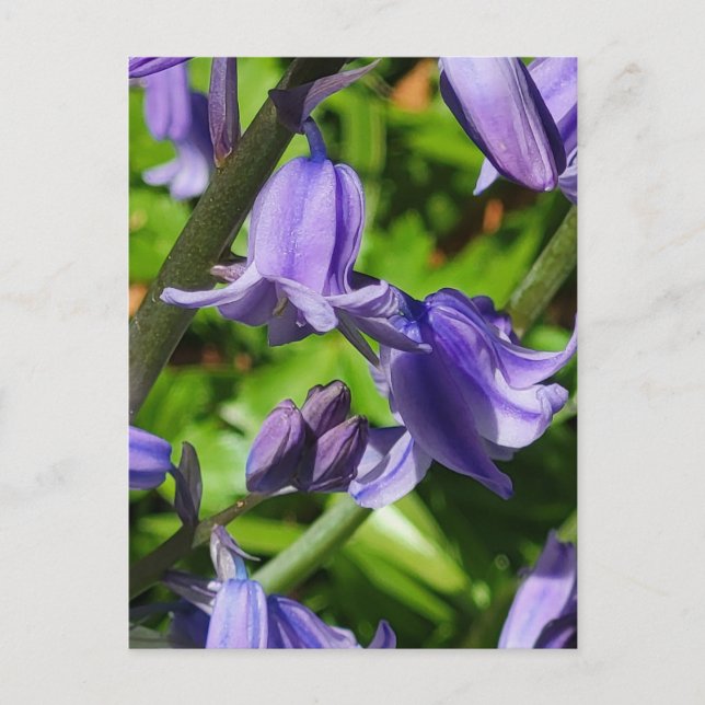 Vild Woodlands Bluebell Flowers Postcard Vykort (Framsida)