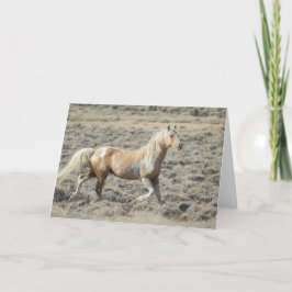 Vild Wyoming Stallion, Koda på ett tomt kort