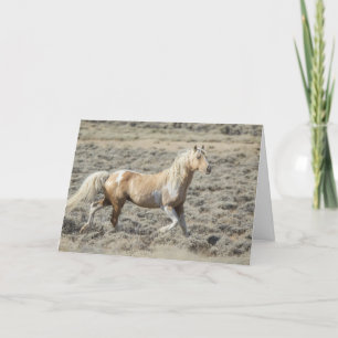 Vild Wyoming Stallion, Koda på ett tomt kort