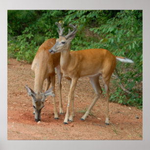 Vild Young Bucks Poster