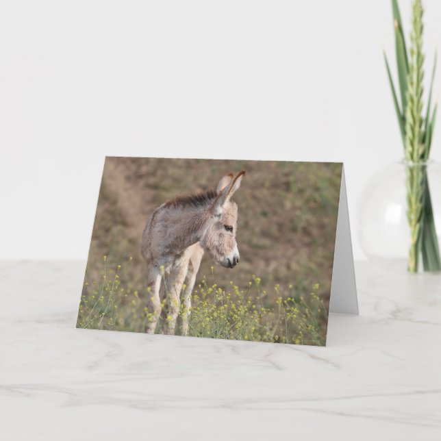 Vilda åsnor hälsning kort (Framsida)