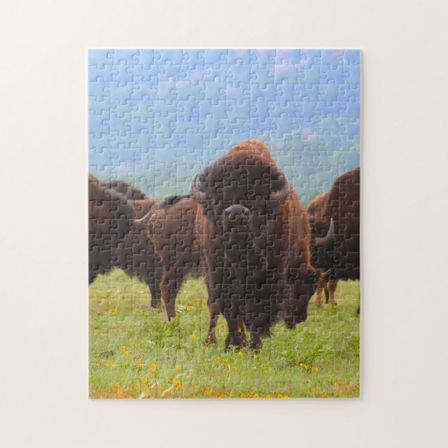 Vilda bison Oklahoma. Pussel (Vertikal)