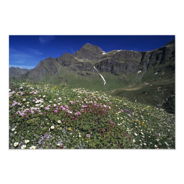 Vilda blommor, blommande, Alperna, Schweiz Fototryck (Framsidan)