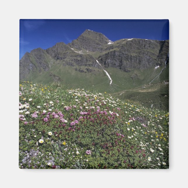 Vilda blommor, blommande, Alperna, Schweiz Magnet (Framsidan)