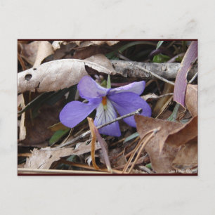 Vilda blommor Fågel-Fot Viola Hot Springs AR prese Vykort