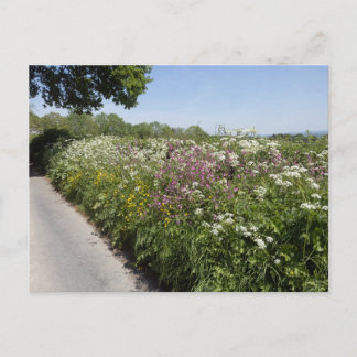 Vilda blommor Herefordshire Vykort
