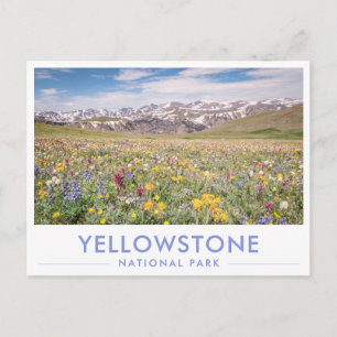 Vilda blommor i Yellowstone National Park Hälsning Vykort
