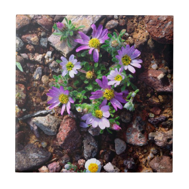 Vilda blommor kakelplatta (Framsidan)