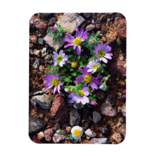 Vilda blommor magnet
