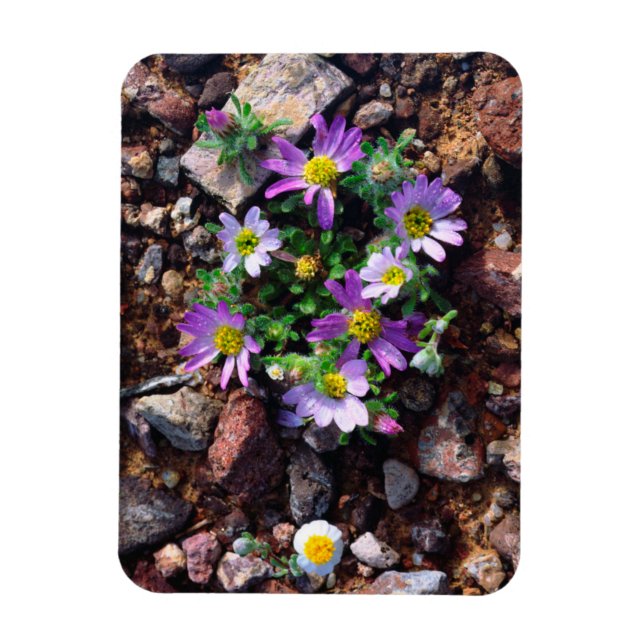 Vilda blommor magnet (Vertikal)