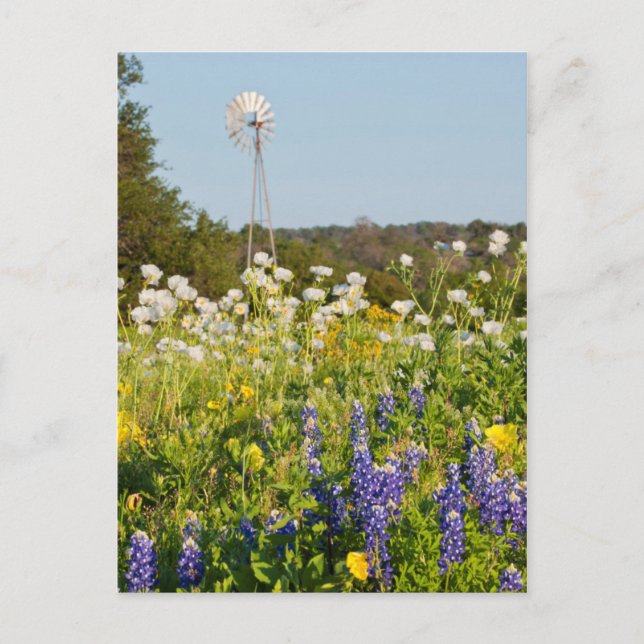 Vilda blommor och väderkvarn i Texas Hill Country Vykort (Framsida)