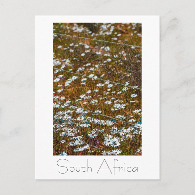 Vilda blommor på västkusten i Sydafrika Vykort (Framsida)