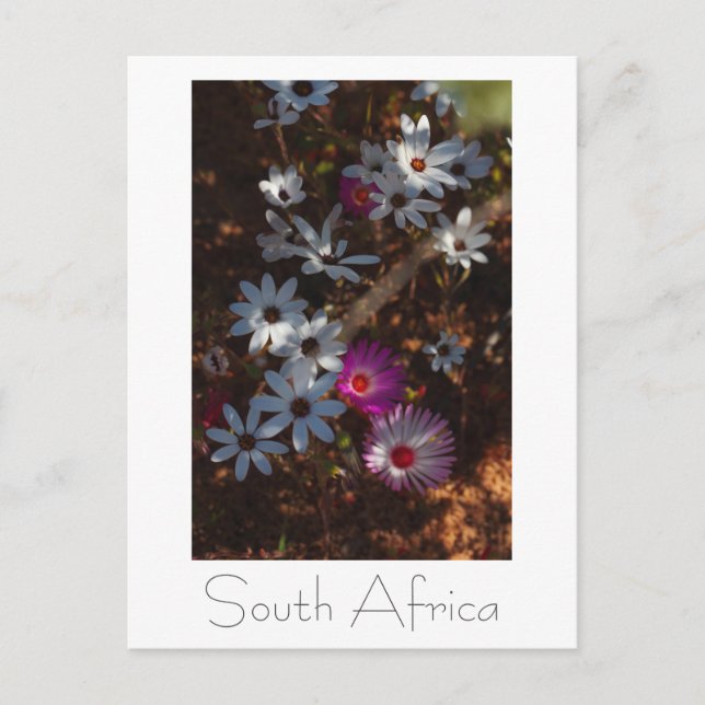 Vilda blommor på västkusten i Sydafrika Vykort (Framsida)
