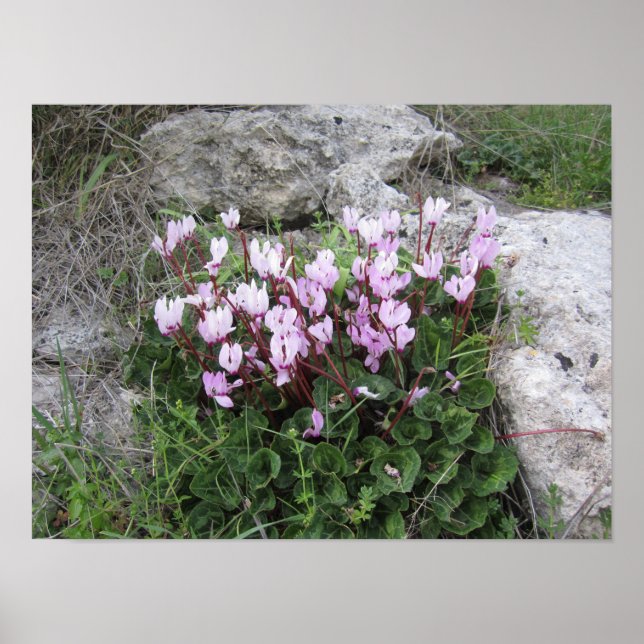 Vilda blommor poster (Framsidan)