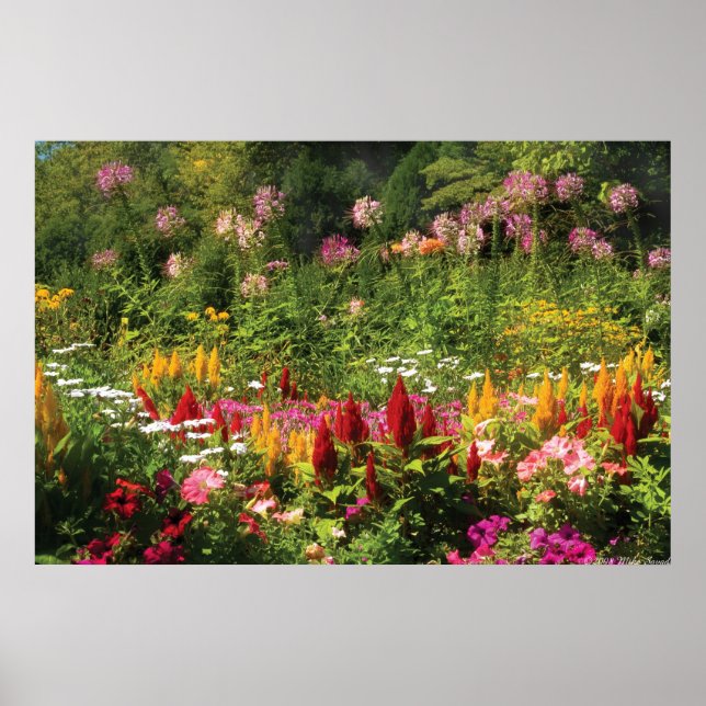 Vilda Blommor Poster (Framsidan)