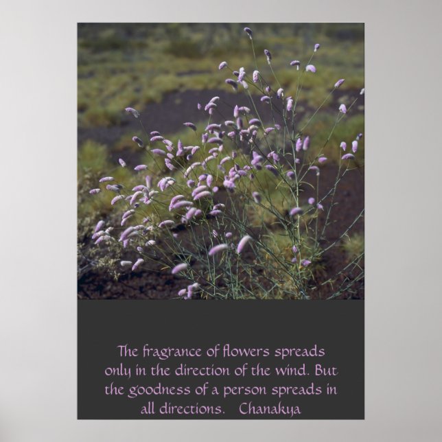 vilda blommor poster (Framsidan)