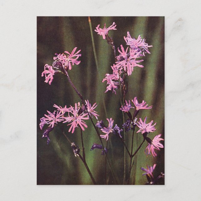 Vilda blommor: Ragged Robin Vykort (Framsida)