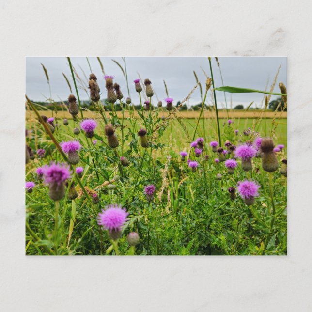 Vilda blommor vykort (Framsida)