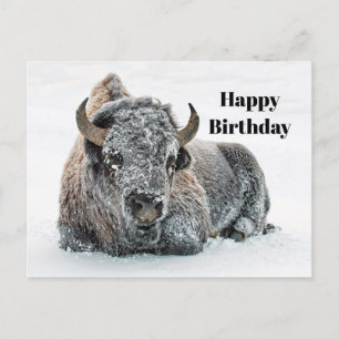 Vilda Buffalo Snö Foto Födelsedag Vykort