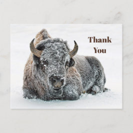 Vilda Buffel Snö Foto Tack Vykort