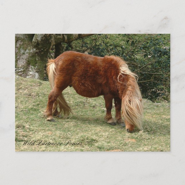 Vilda Dartmoorponnyer, England / Hästar Vykort (Framsida)