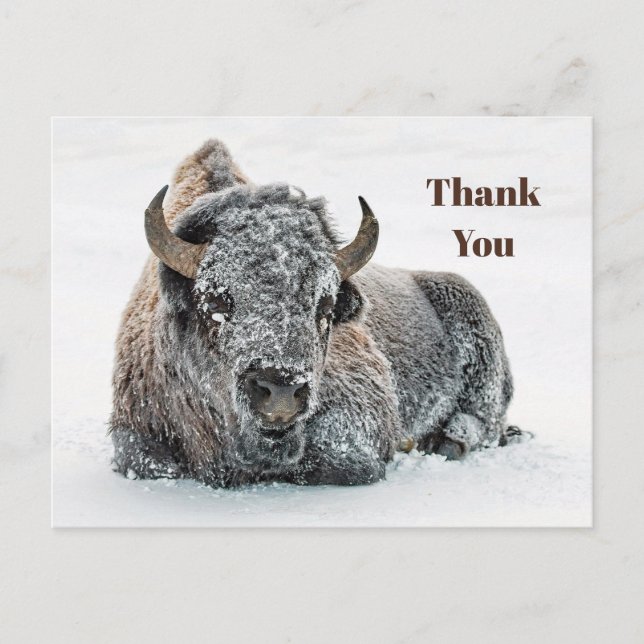 Vilda djur Buffalo Snö Foto Tack Vykort (Framsida)