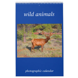vilda djur foto kalender