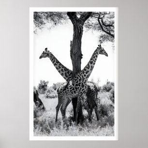 Vilda djur fotografering tryck, giraffer svart och poster