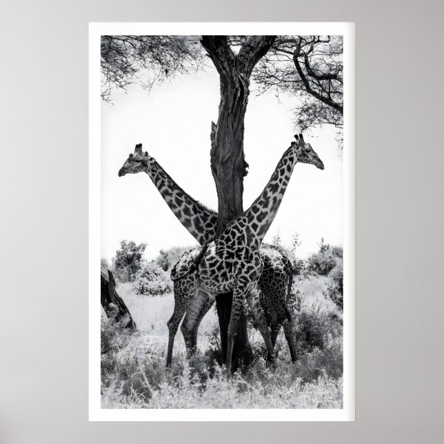 Vilda djur fotografering tryck, giraffer svart och poster (Framsidan)