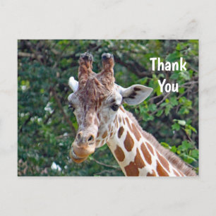 Vilda djur Giraff Foto Tack Vykort