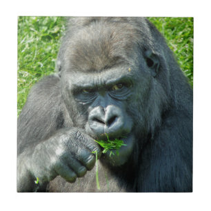 VILDA DJUR - GORILLAS KAKELPLATTA