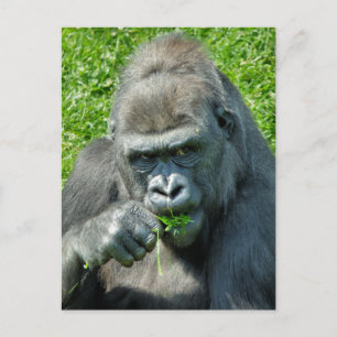 VILDA DJUR - GORILLAS VYKORT