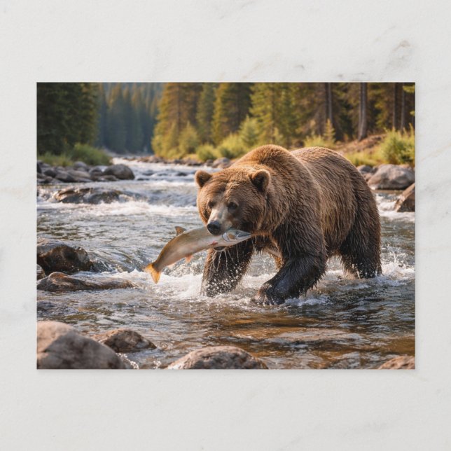 Vilda djur Grizzlybjörn fångar fisk Vykort (Framsida)