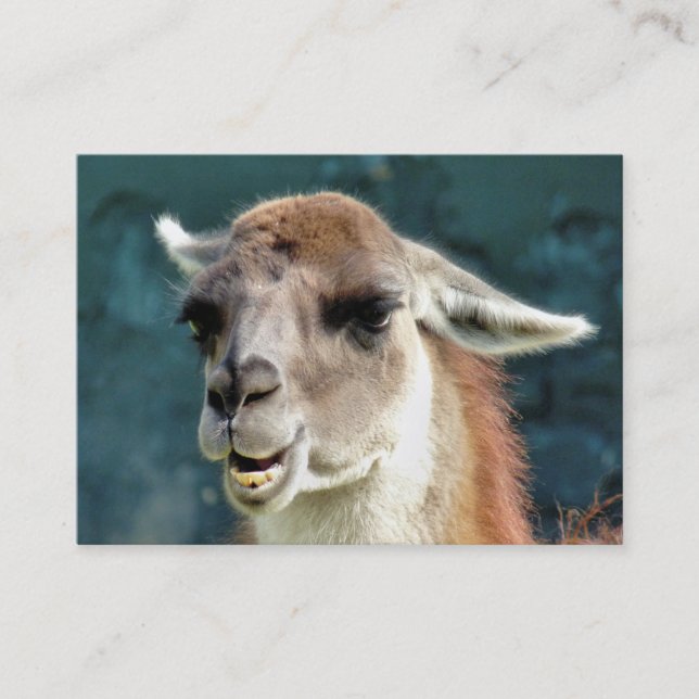 VILDA DJUR - GUANACO VISITKORT (Framsida)