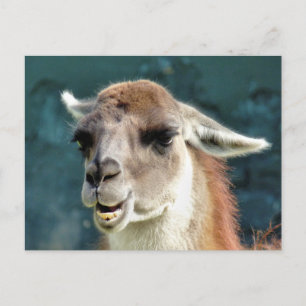 VILDA DJUR - GUANACO VYKORT