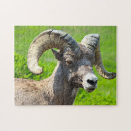 Vilda djur Kanada. Big Horn Sheep. Pussel