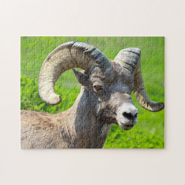 Vilda djur Kanada. Big Horn Sheep. Pussel (Horisontell)