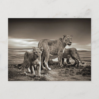 VILDA DJUR LEJON UNGE LIONESS BEAUTY NATURE PHOT VYKORT