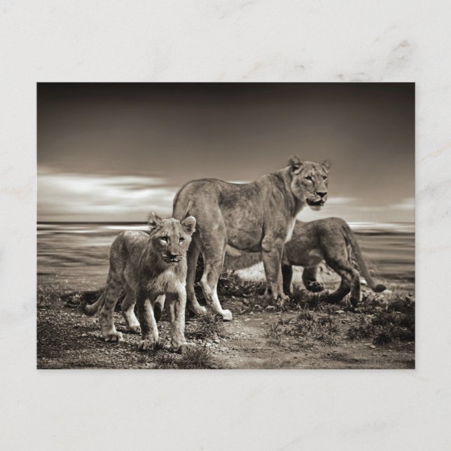 VILDA DJUR LEJON UNGE LIONESS BEAUTY NATURE PHOT VYKORT (Framsida)