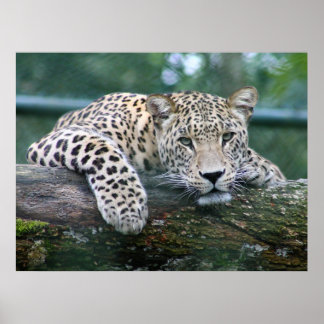 Vilda djur Leopard Ljugande på Träd-logen Poster