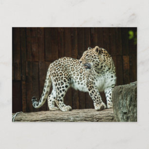 Vilda djur Leopard Tittar tillbaka över sin skulde Vykort