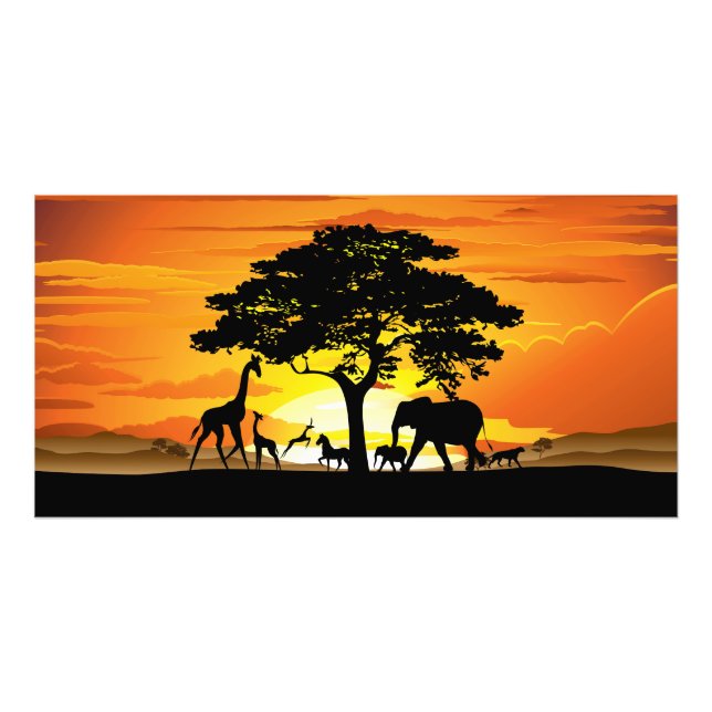 Vilda djur om African Savanna Sunset Fototryck (Framsidan)