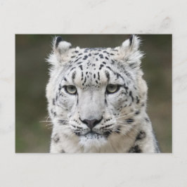 Vilda djur Snöleopard Närbild Ansikte Vykort