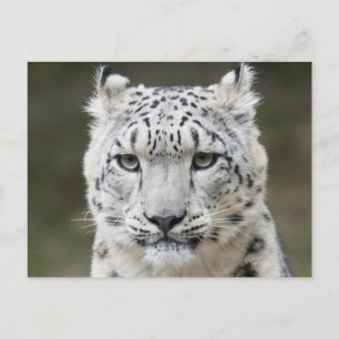 Vilda djur Snöleopard Närbild Ansikte Vykort